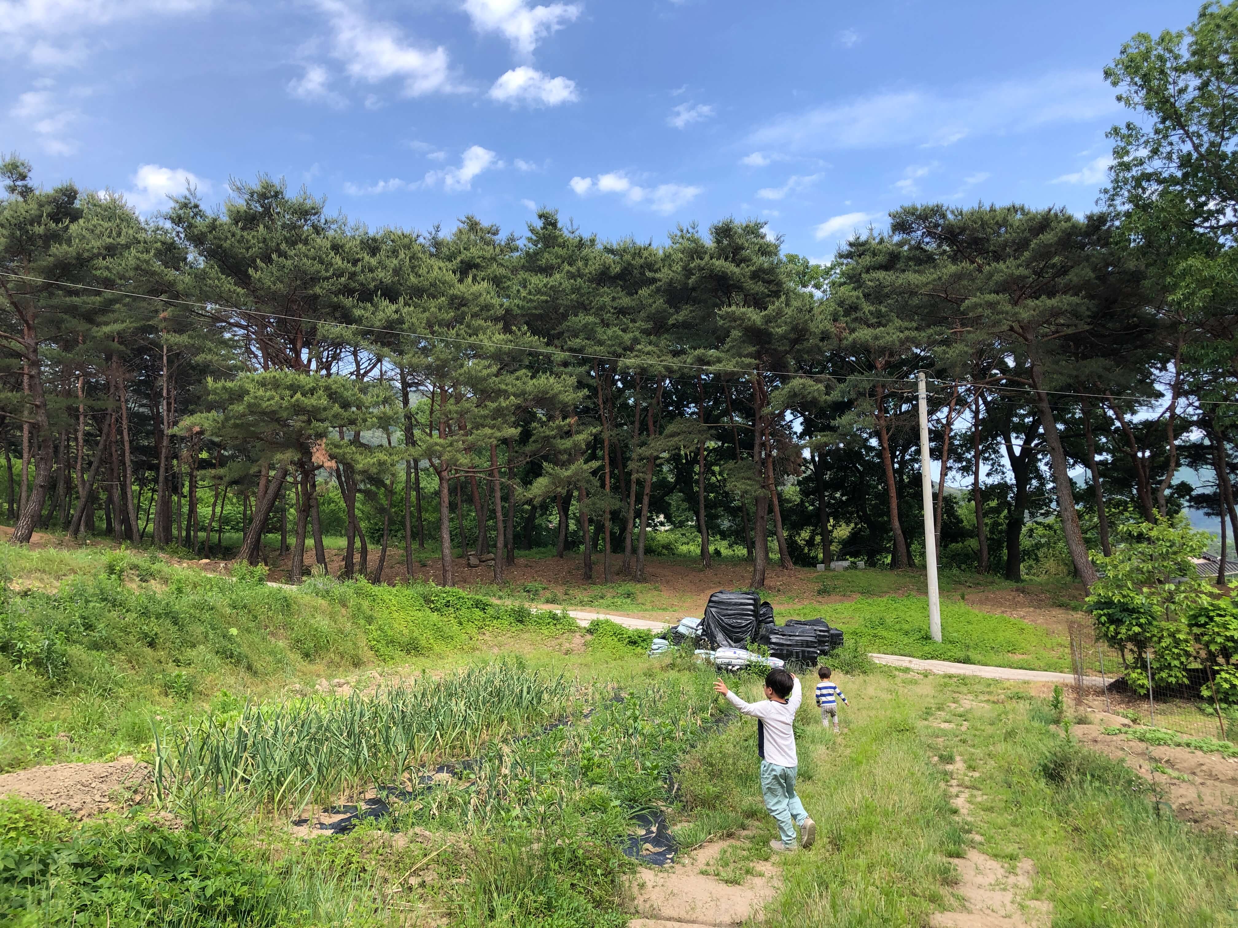 민수랜드-산에사네 뒷산에서