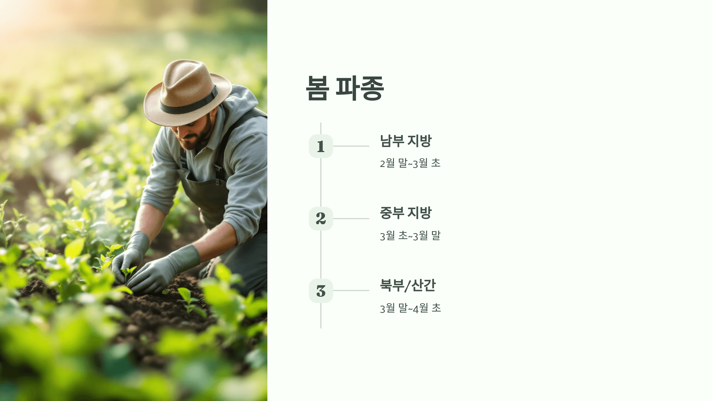 완두콩 사진입니다.