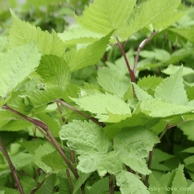 파드득나물(반디나물) 효능
