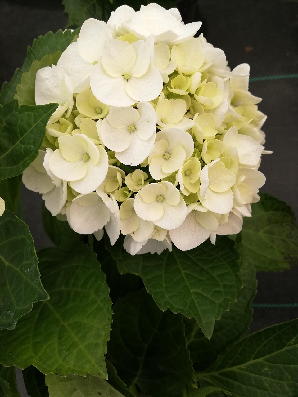 나주 느러지 전망대 수국