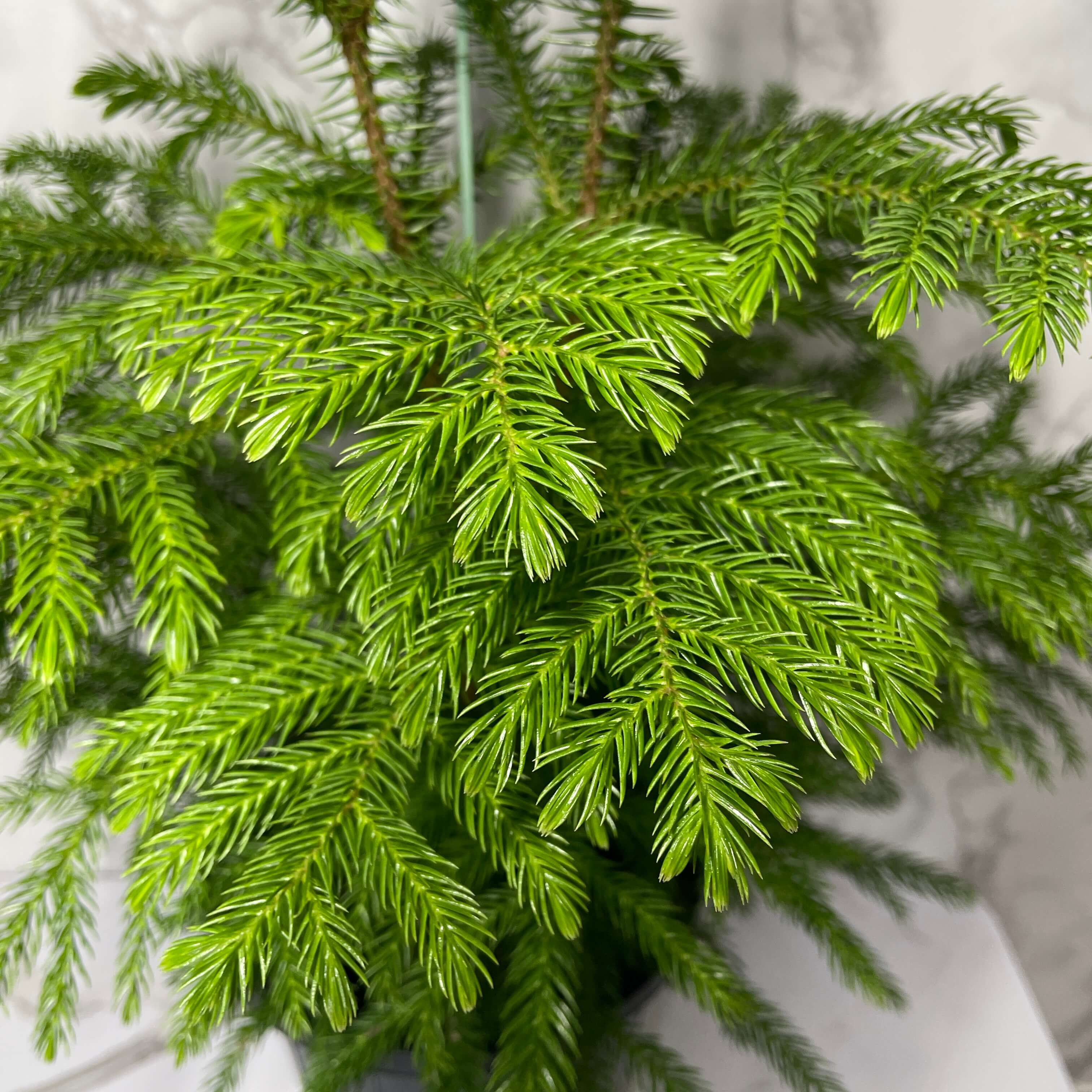 아라우카리아 키우기