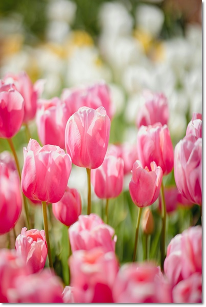 4월 5월 가볼만한곳 지역축제