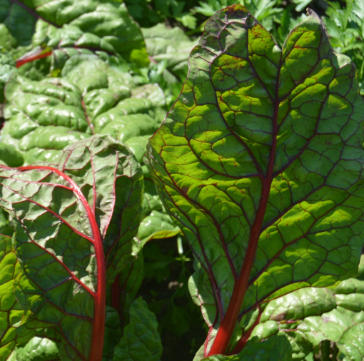근대 효능과 부작용 나물 먹는법 고르는법 칼로리