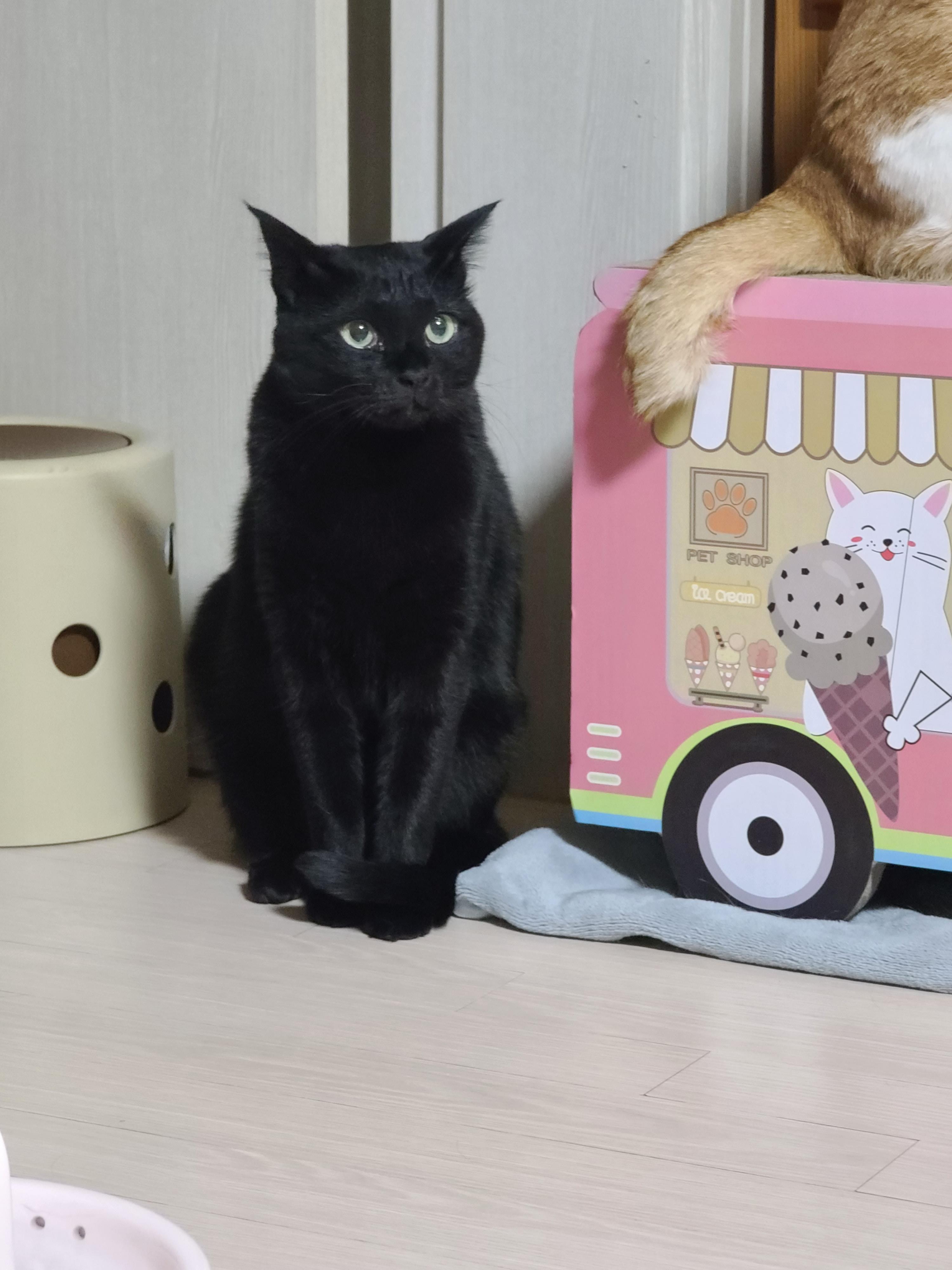 평화주의냥_올블랙고양이_건이