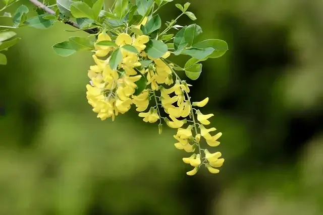 개업화분추천&amp;#44; 의미와&nbsp;인기 있는&nbsp;선물 식물 정리