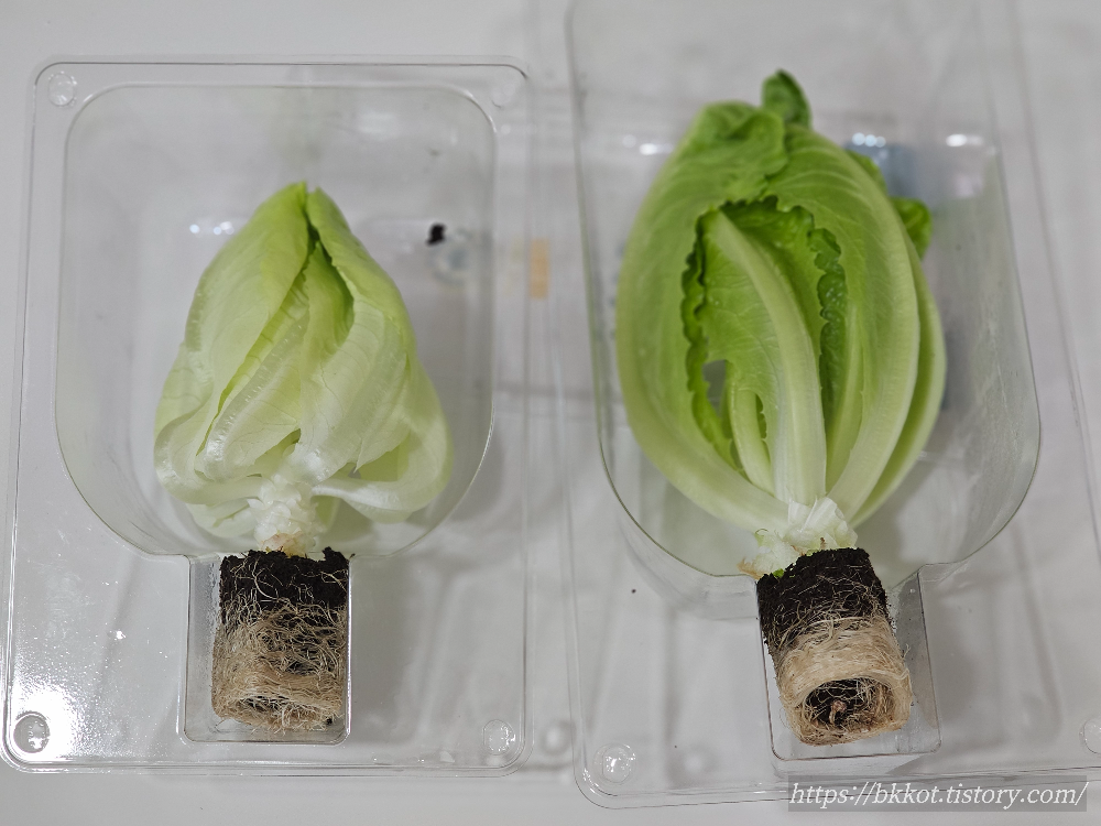 이마트 [뿌리가 살아있는 상추] 심기