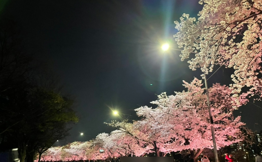 2026 벚나무류 벚꽃 개화시기 만개일 안내지도 