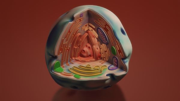 미토콘드리아가 들어 있는 세포 모형 사진