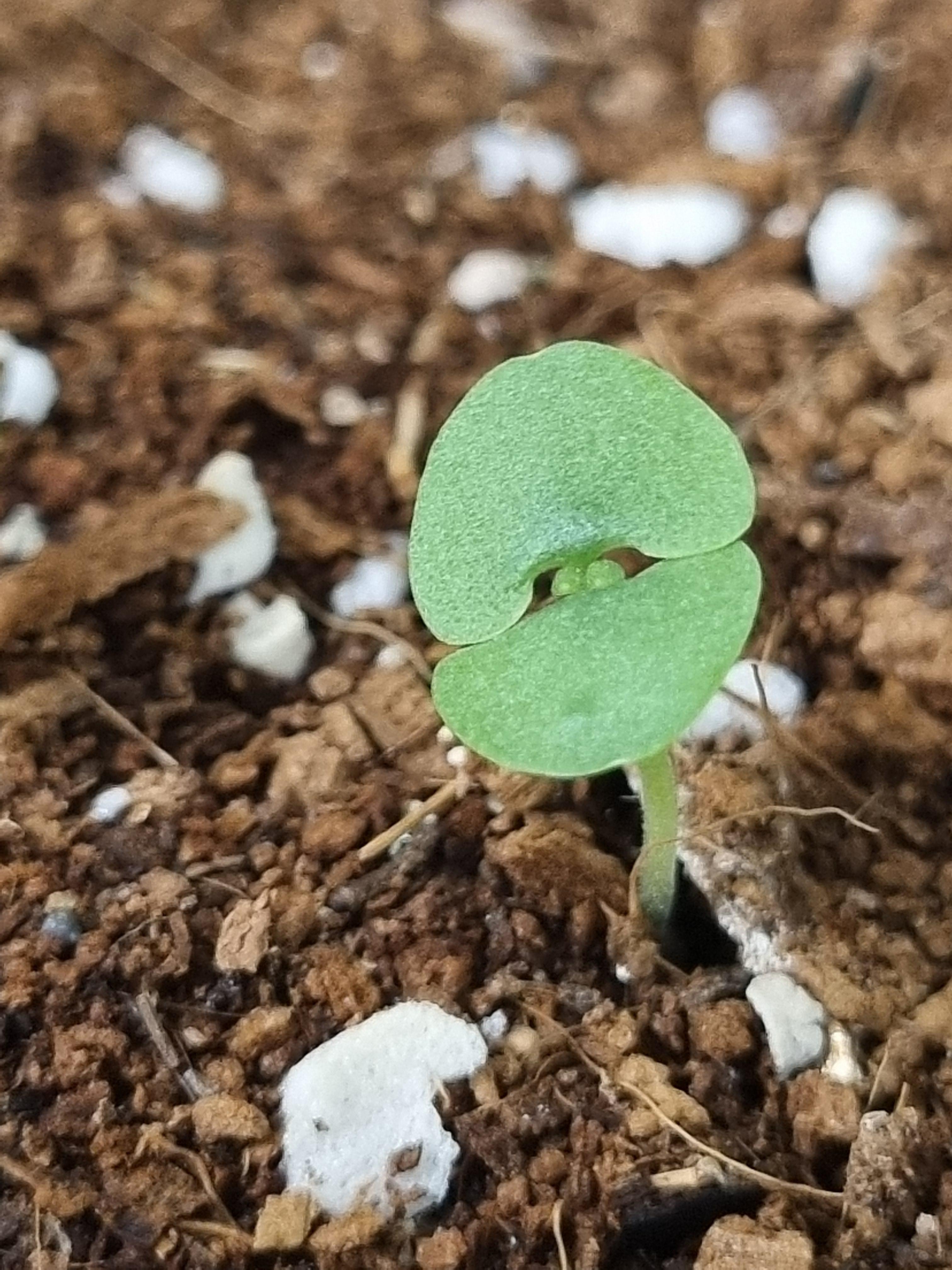 다이소 바질 떡잎 확대