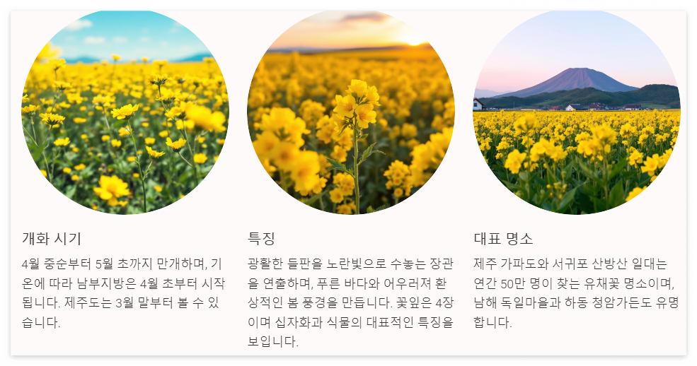 유채꽃
