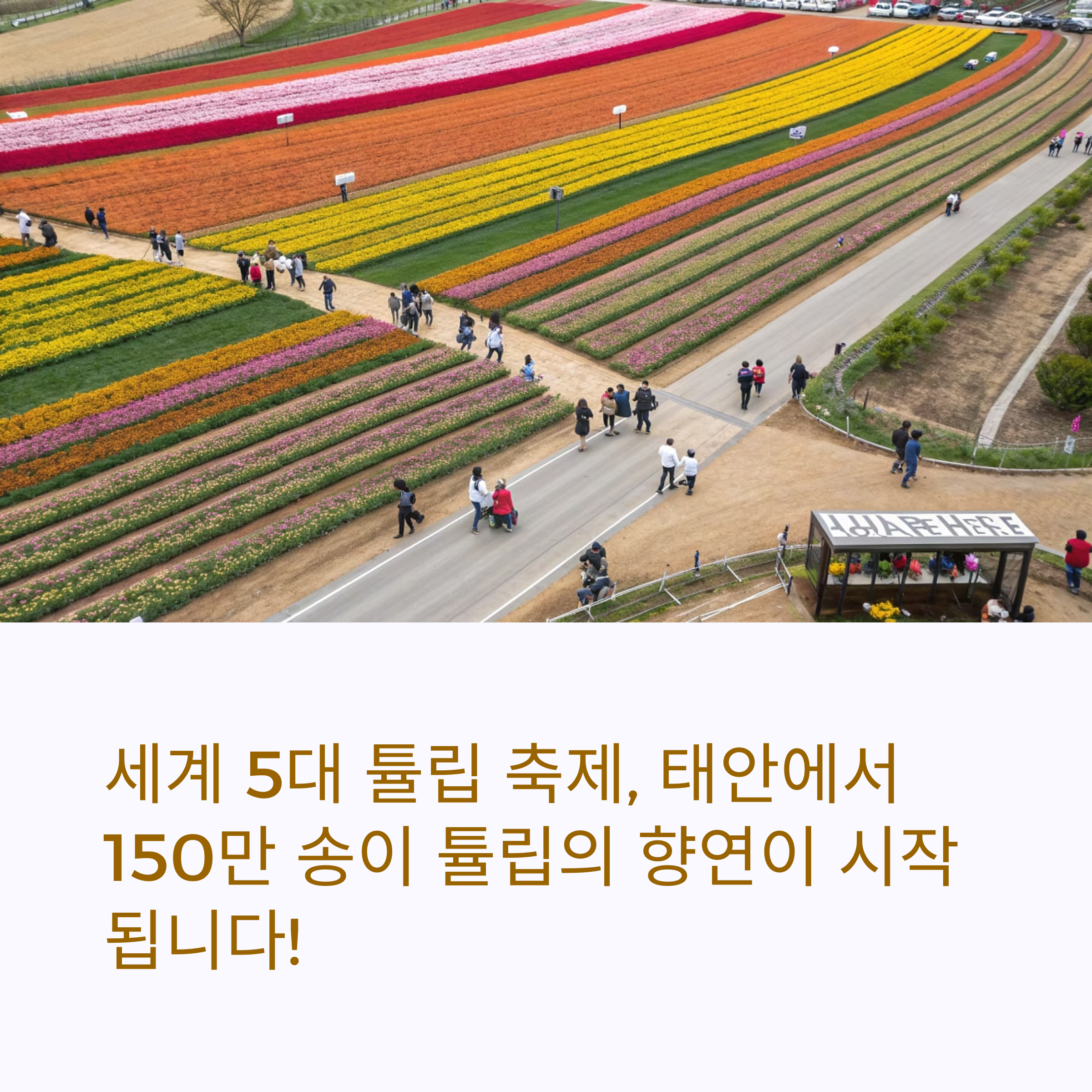 봄의 마지막 튤립 축제 일정, 5월 둘째주까지!