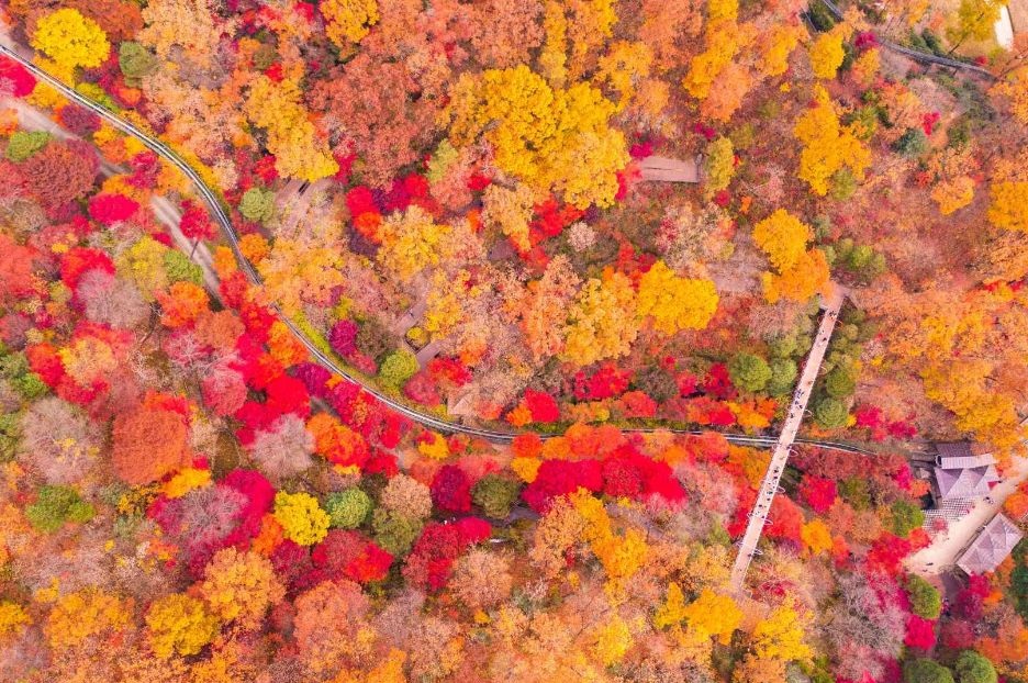 2025 화담숲 모노레일 예매 방법