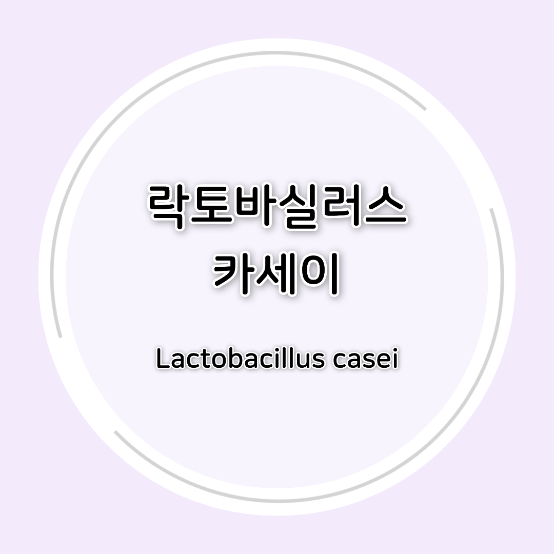 락토바실러스 카세이(Lactobacillus casei) 효능 총정리