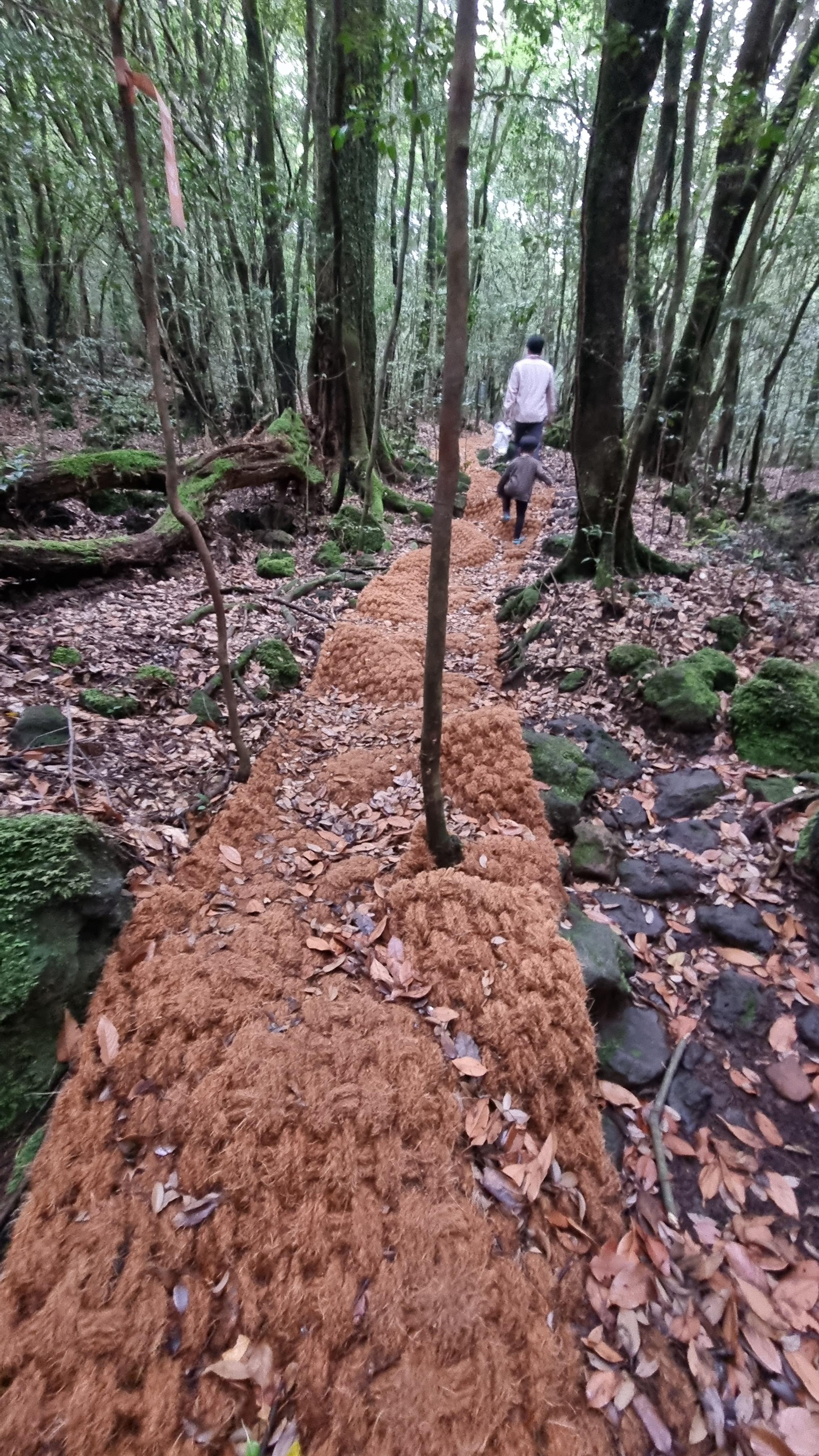 제주 추억의 숲길