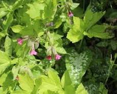 풀모나리아 이미지 사진