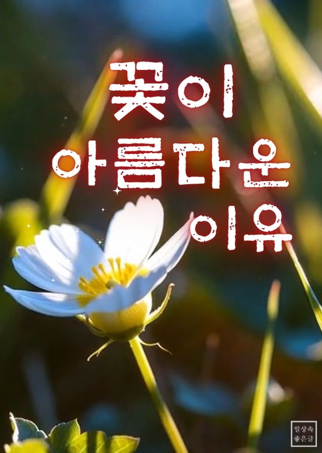 햇살을 받은 하얀 들꽃이 클로즈업된 배경 위로 &lsquo;꽃이 아름다운 이유&rsquo;라는 문구가 밝게 적힌 감성 이미지