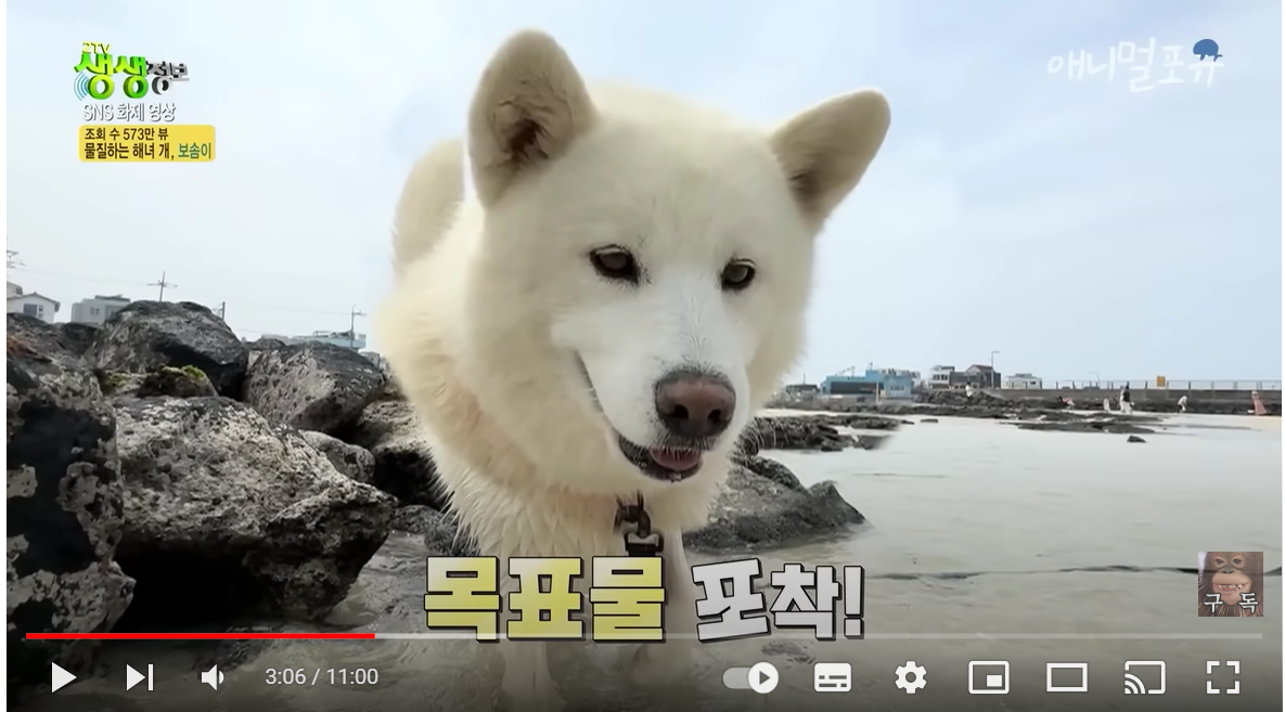 제주에는 물질하는 해녀 개가 있다?! 바다에서 문어 물어다 주는 강아지 ㅋㅋ | KBS 생생정보 230523 방송