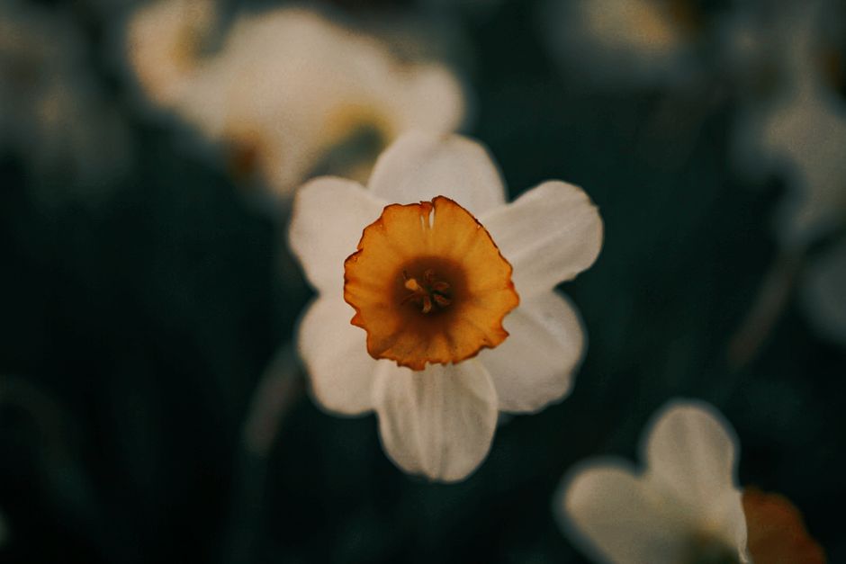 Detailed close-up of a blooming Poet's Narcissus with a soft focus background, showcasing its intricate details.