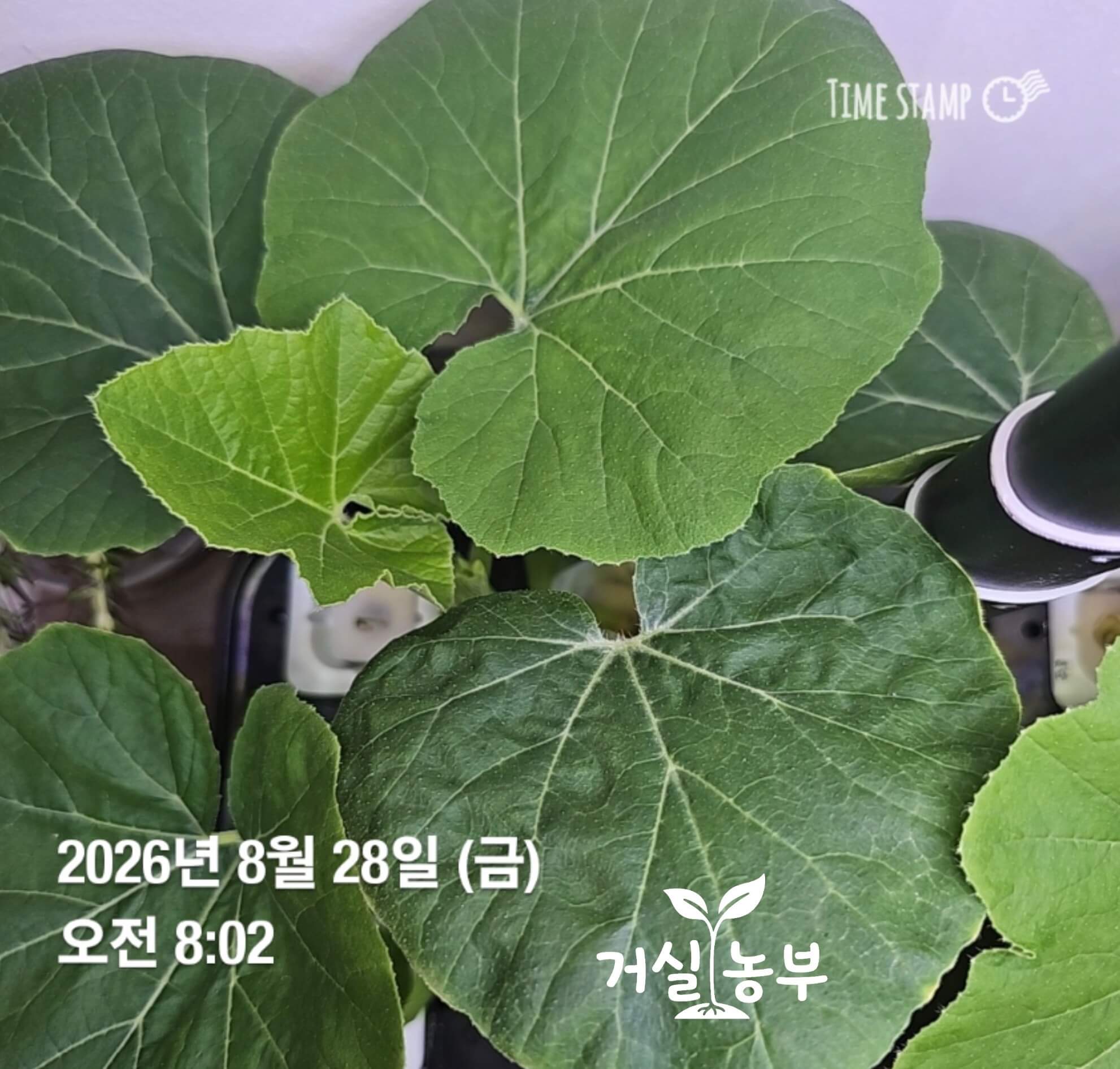 커다란 잎을 여러 장 펼쳐 수경재배기 위를 덮은 단호박