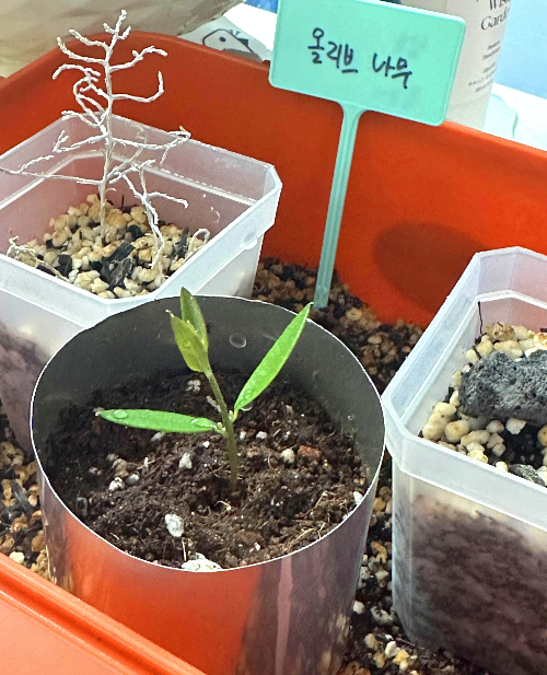 올리브나무 흙꽂이