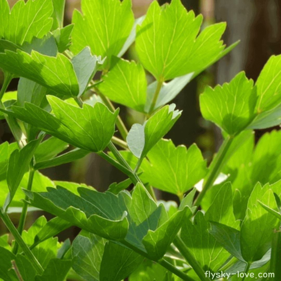 러비지 (Lovage) 효능