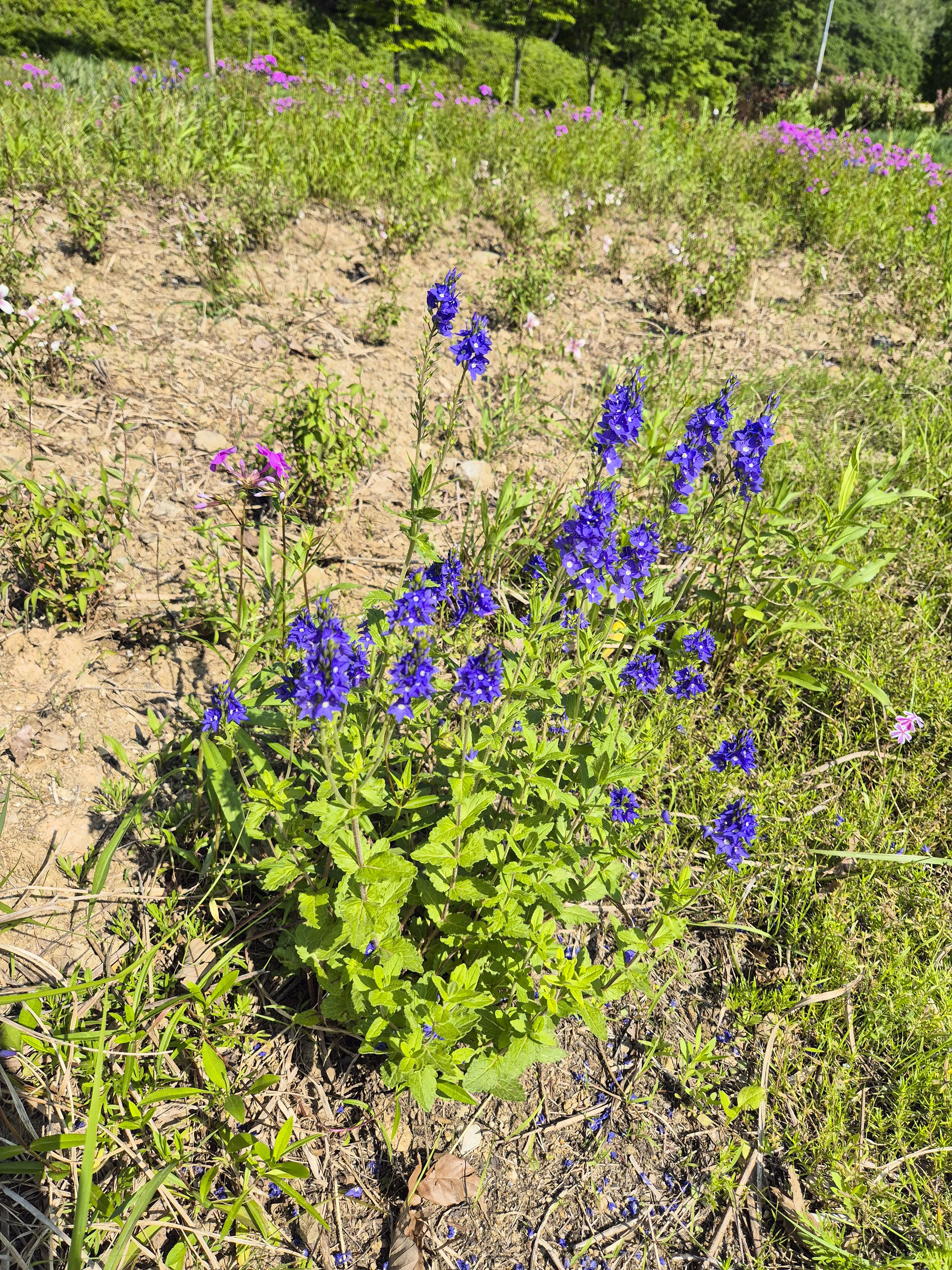 예쁜 꽃이 여기저기 펴있는 모습