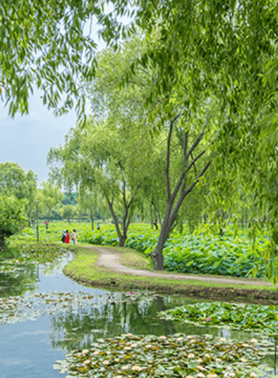 부여 궁남지 연꽃4
