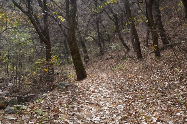 갈잎 수북한 산길