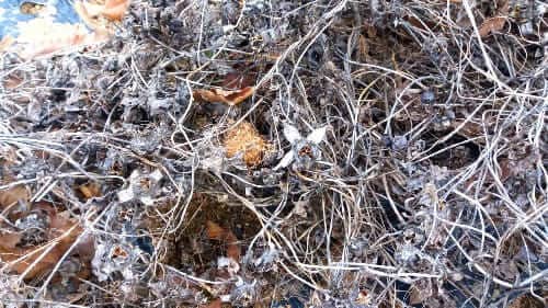 더덕-씨앗받기-종자-채종