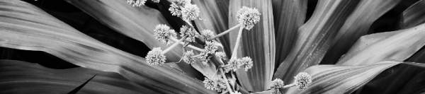 행운목 꽃 모습