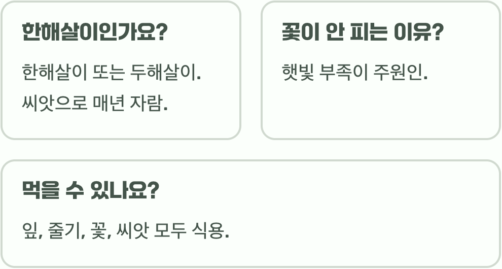 아욱꽃 씨앗부터 키우기 A to Z (파종, 물주기)