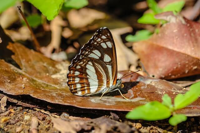 아보하와 주말의 의미