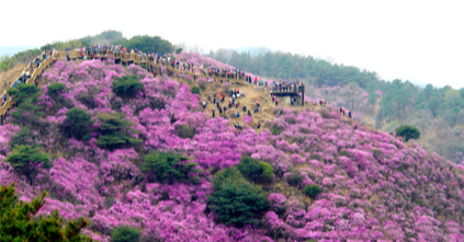 고려산 진달래축제