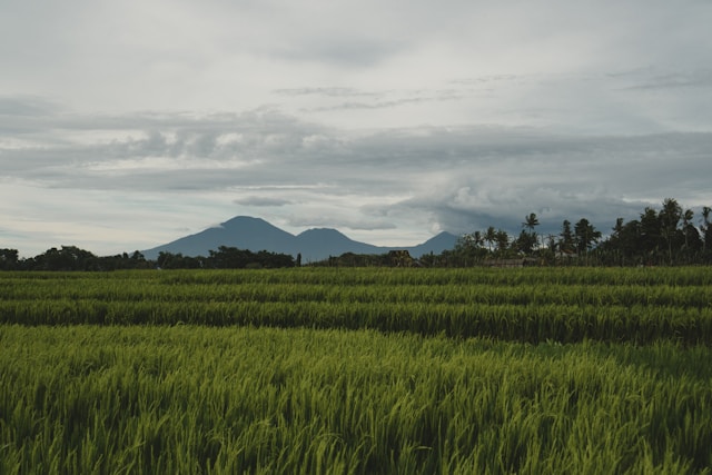 양곡할인 지원사업,신청방법,자격조건,수령방법