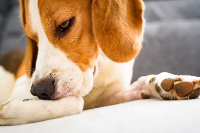 발을 핥는 강아지