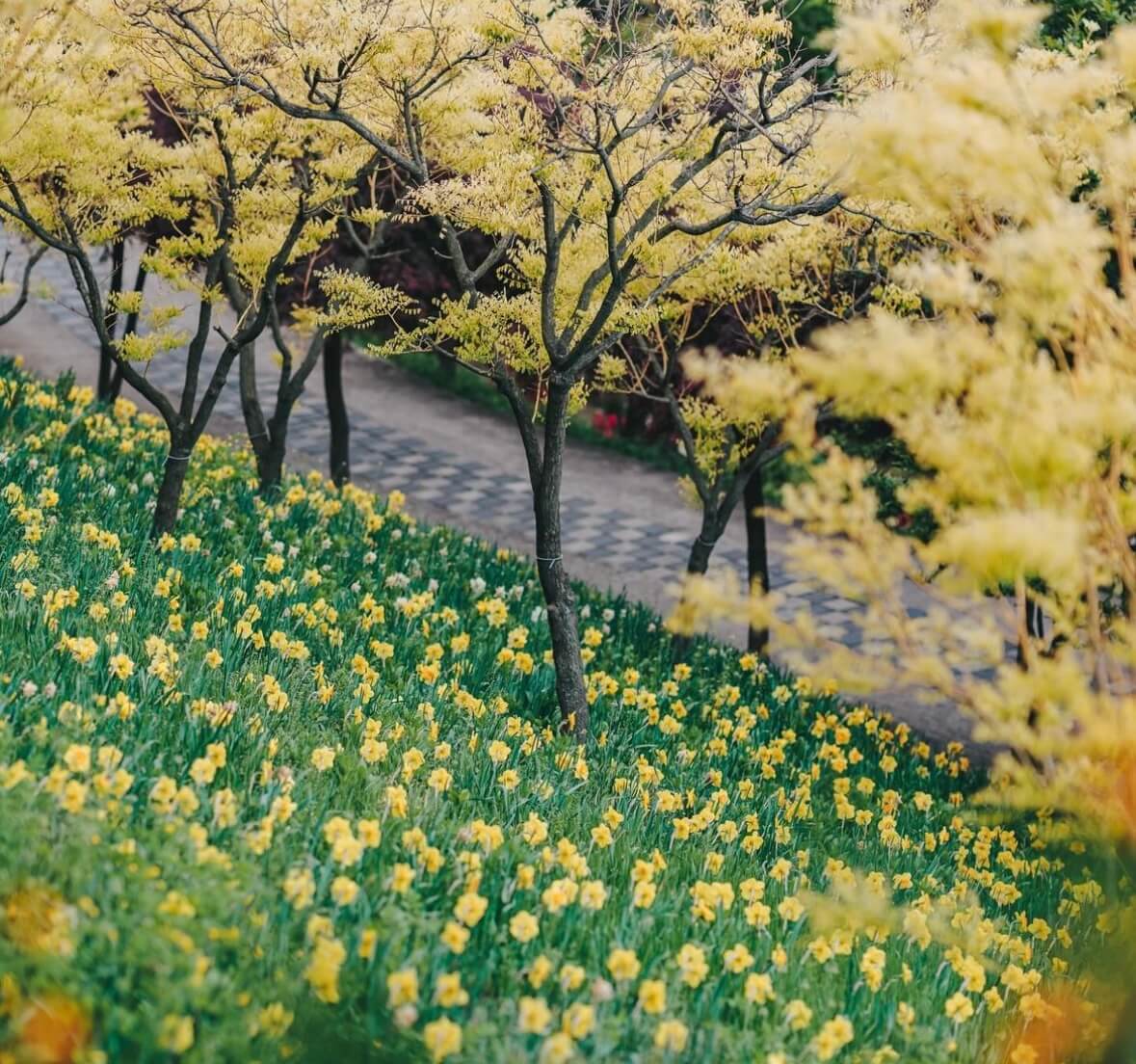 억만송이 봄꽃대향연 튤립 수선화 축제