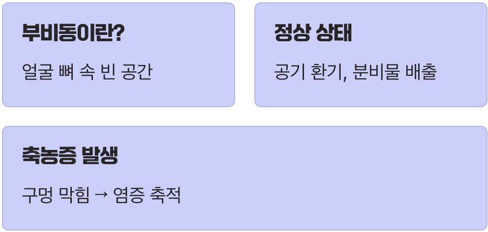 우리 코 속의 작은 동굴, 부비동