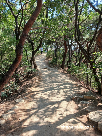 A person hiking on a forest mountain trail with twisted pine trees and sunlight filtering through the branches./ 소나무가 우거진 산속 숲길을 등산 중인 사람의 모습