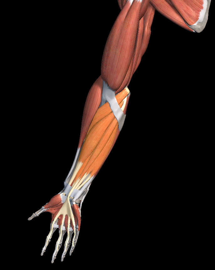 팔꿈치 안쪽 통증 원인과 치료법