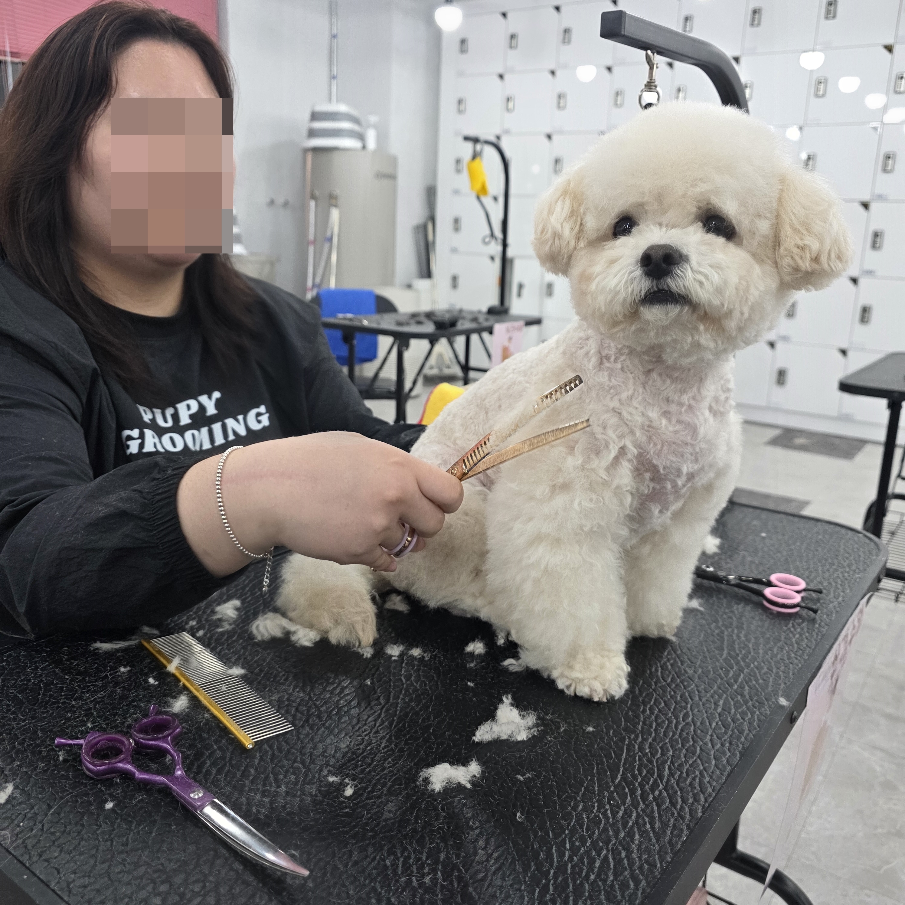 수유애견미용학원