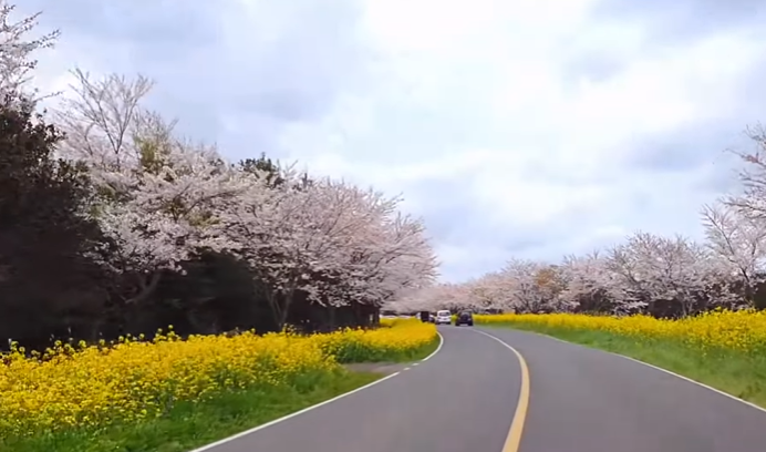 국내 봄 여행지