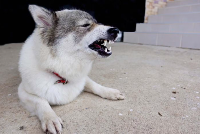 기침을 하는 개.