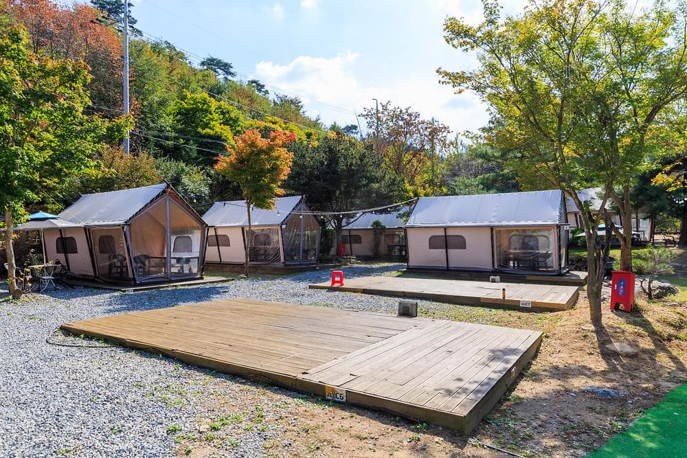 자연 치유와 명상: 숲 명상이 뇌파에 미치는 영향과 과학적 근거