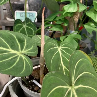 필로덴드론 물주기 지지대세우기 분갈이 비료관리 튼튼하게 키우기_4