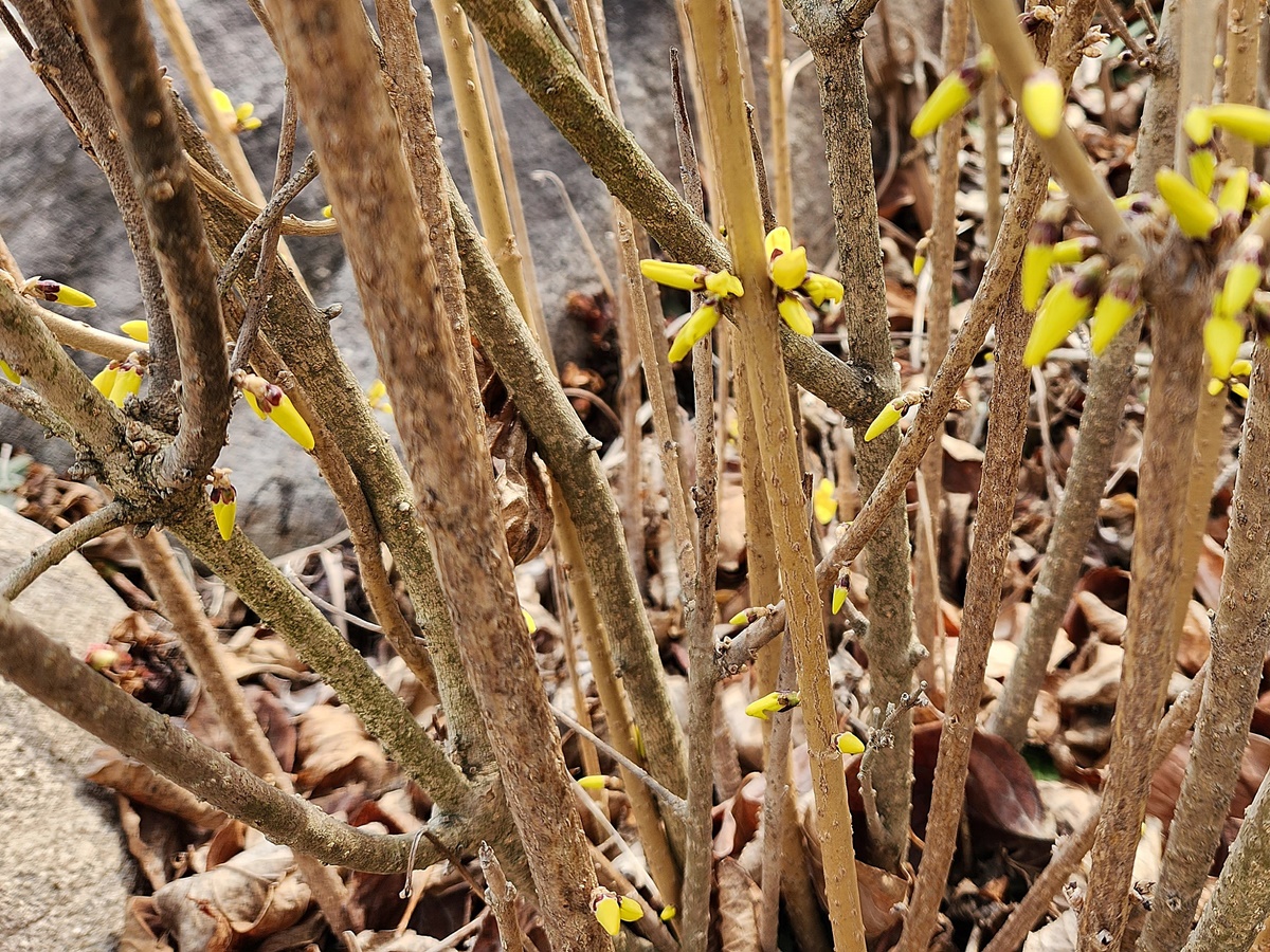 만리화(금강개나리)