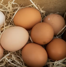 알부민 부작용 복용시간