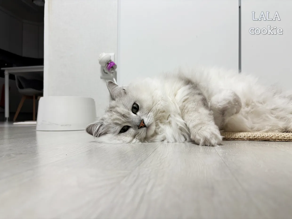 고양이-스트레스-완화-펠리웨이-누워있는-고양이