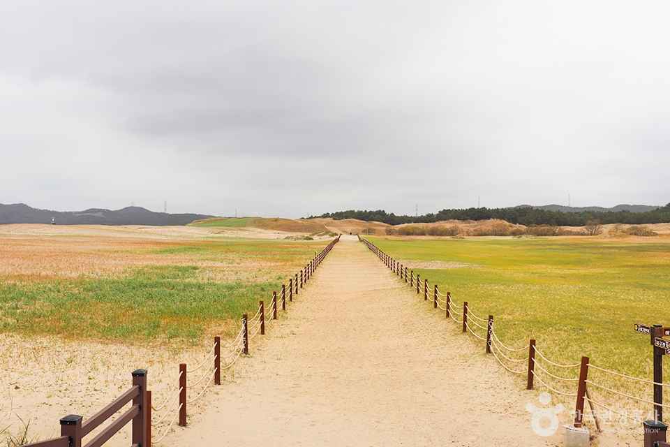 신두리 해안사구