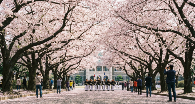 진해 군항제 길거리 사진