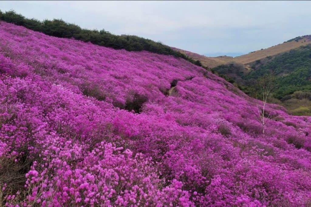 화왕산의-진달래-꽃